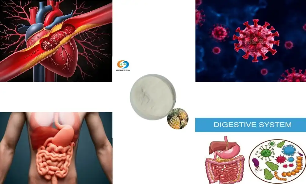 Bromelain Enzyme Benefits for Digestive Health and More